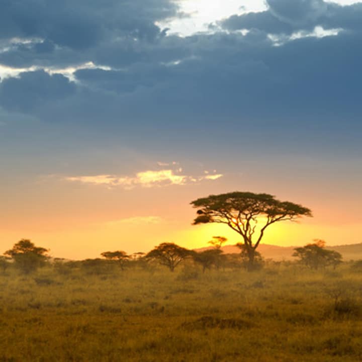 Afrika – Akazien im Licht des späten Nachmittags, Serengeti. Serengeti-Nationalpark, Tansania/Ostafrika.