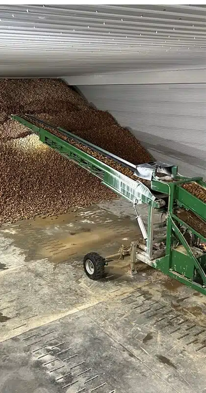 Eine Industriemaschine verarbeitet Kartoffeln und befördert sie in den hinteren Bereich einer Lagerhalle.