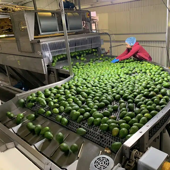 Avocados auf dem Förderband bei Calavo Growers.