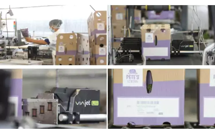 Vier-Bild-Collage zur Verpackungskennzeichnung bei Pete’s Living Greens mit Bildern, die unter anderem einen Mitarbeiter am Fließband, Drucker der L-Serie und Produktkartons zeigen.